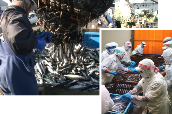 千葉 いとう商店 新鮮な魚を独自製法 骨まで食べられます